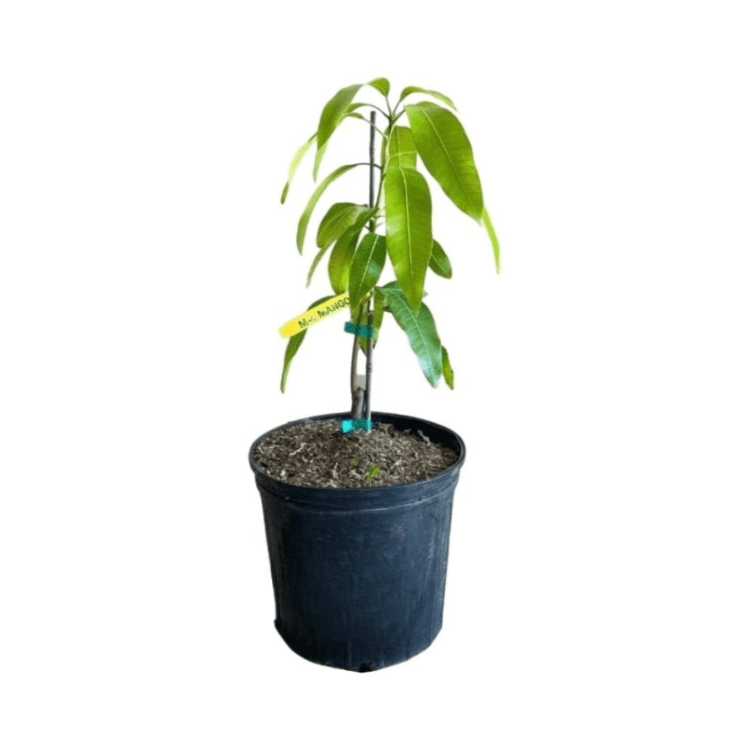 Raw Honey Mango Tree, Grafted Fruit Trees 102-Zill High Performance Plants 