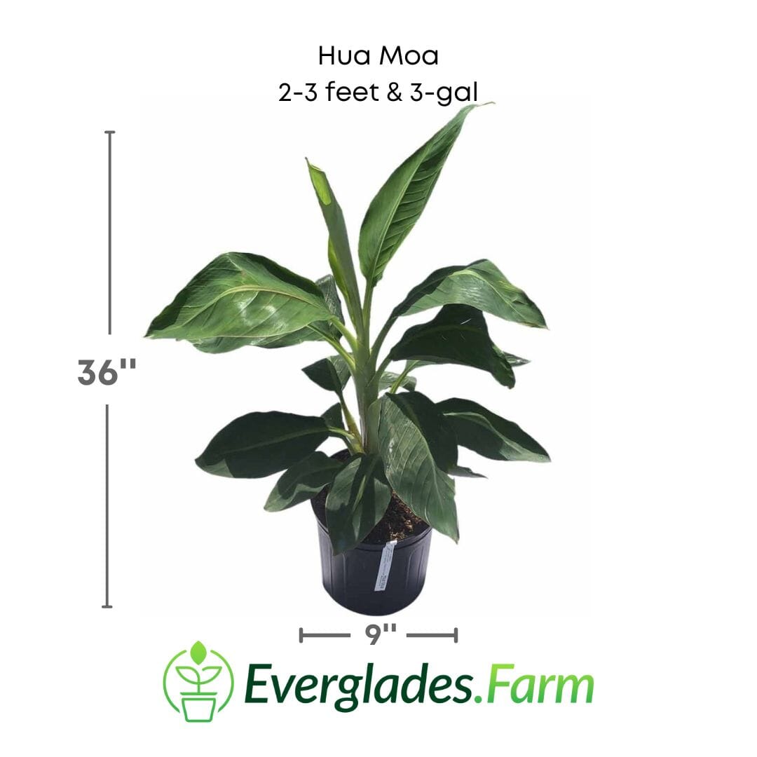 Hua Moa, Hawaiian Plantain Plant Fruit Trees 103-Pine Island Nursery 2-3 feet & 3-gal 