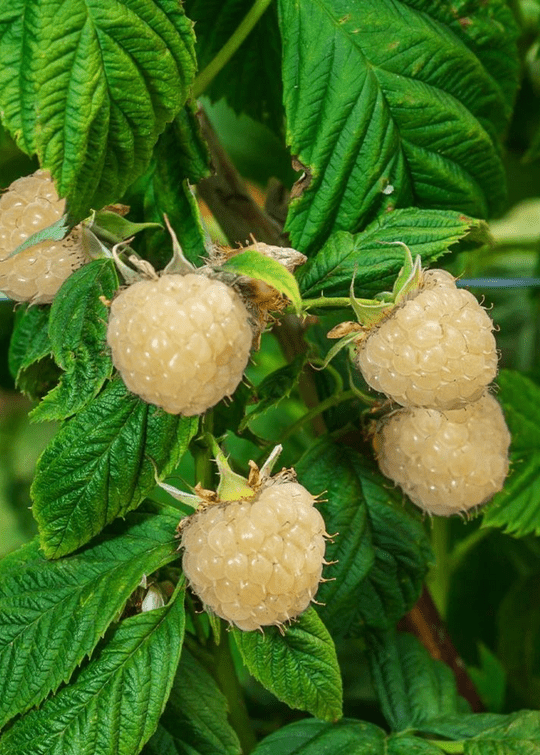 Snowbank White Blackberry | Live Plant Fruit Trees Everglades Farm 