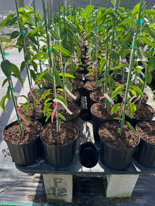 Sugar Belle® Mandarin DWARF Tree Grafted 2-3 feet - 3-gal.