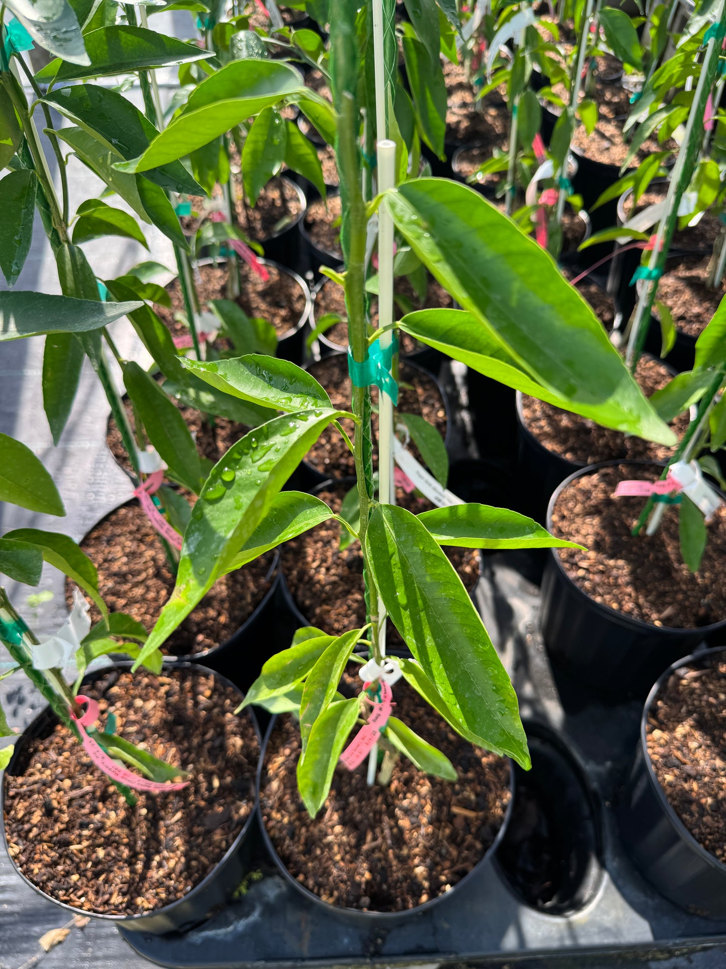 Sugar Belle® Mandarin DWARF Tree Grafted 2-3 feet - 3-gal.
