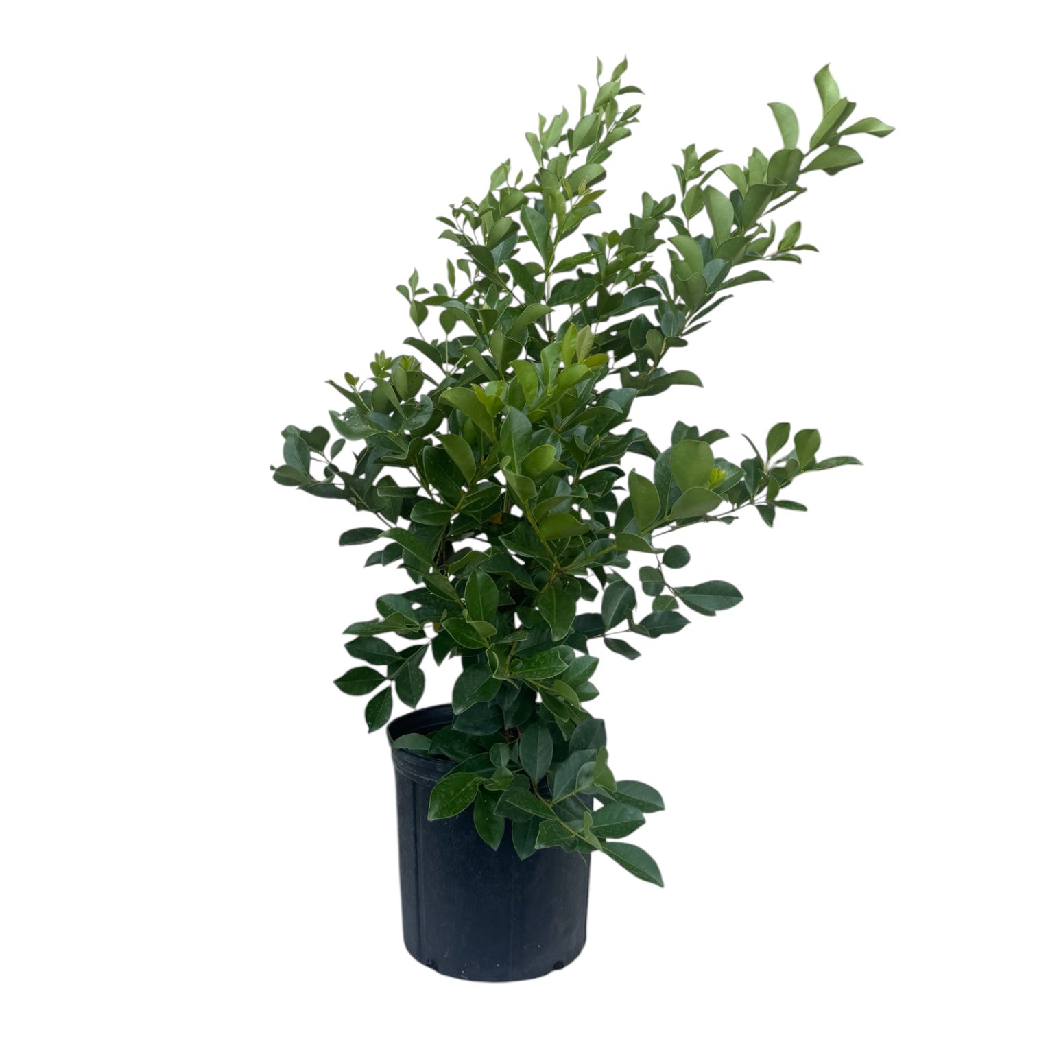 Red Strawberry Guava Tree