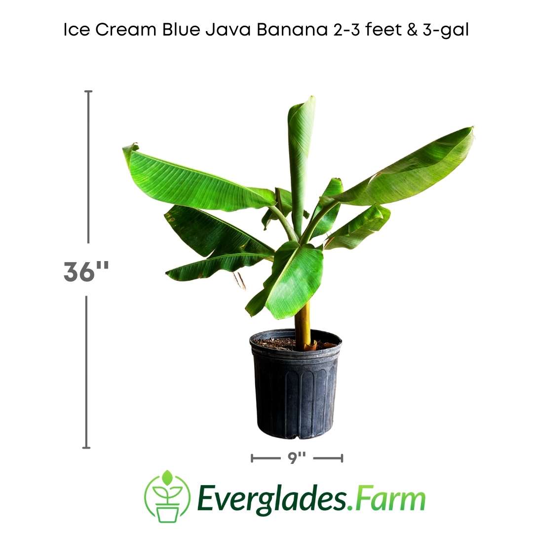 The Blue Java bananas have a creamy and silky pulp, with a flavor reminiscent of vanilla ice cream with subtle hints of pineapple. It's like enjoying a sweet and refreshing tropical delight straight from nature.