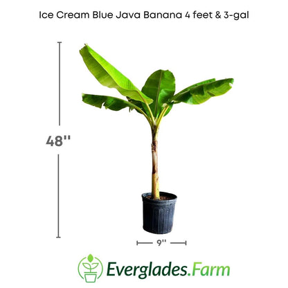 The Ice Cream Blue Java Banana plant is also relatively easy to grow in warm and humid climates. It is resistant to many common banana diseases and requires little maintenance.