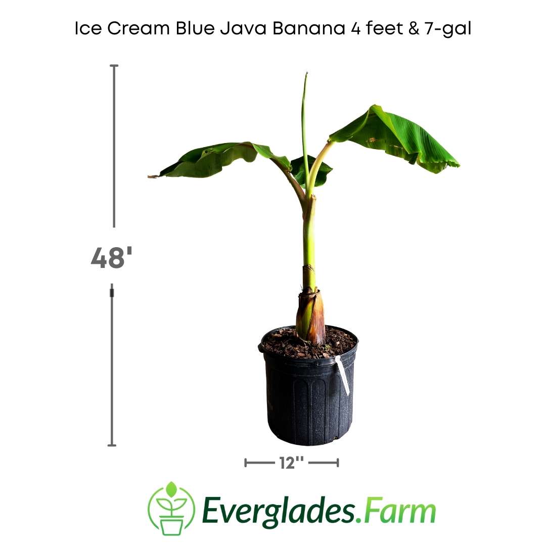 Unlike other banana varieties, the fruits of the Ice Cream Blue Java Banana have a smooth and creamy texture similar to ice cream, making them a perfect ingredient for smoothies, desserts, and other dairy products.