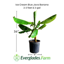 Ice Cream Blue Java Banana Plant Fruit Trees 109-Going Bananas 2-3 feet & 3-gal