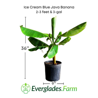 Ice Cream Blue Java Banana plant in a 3 gallon pot