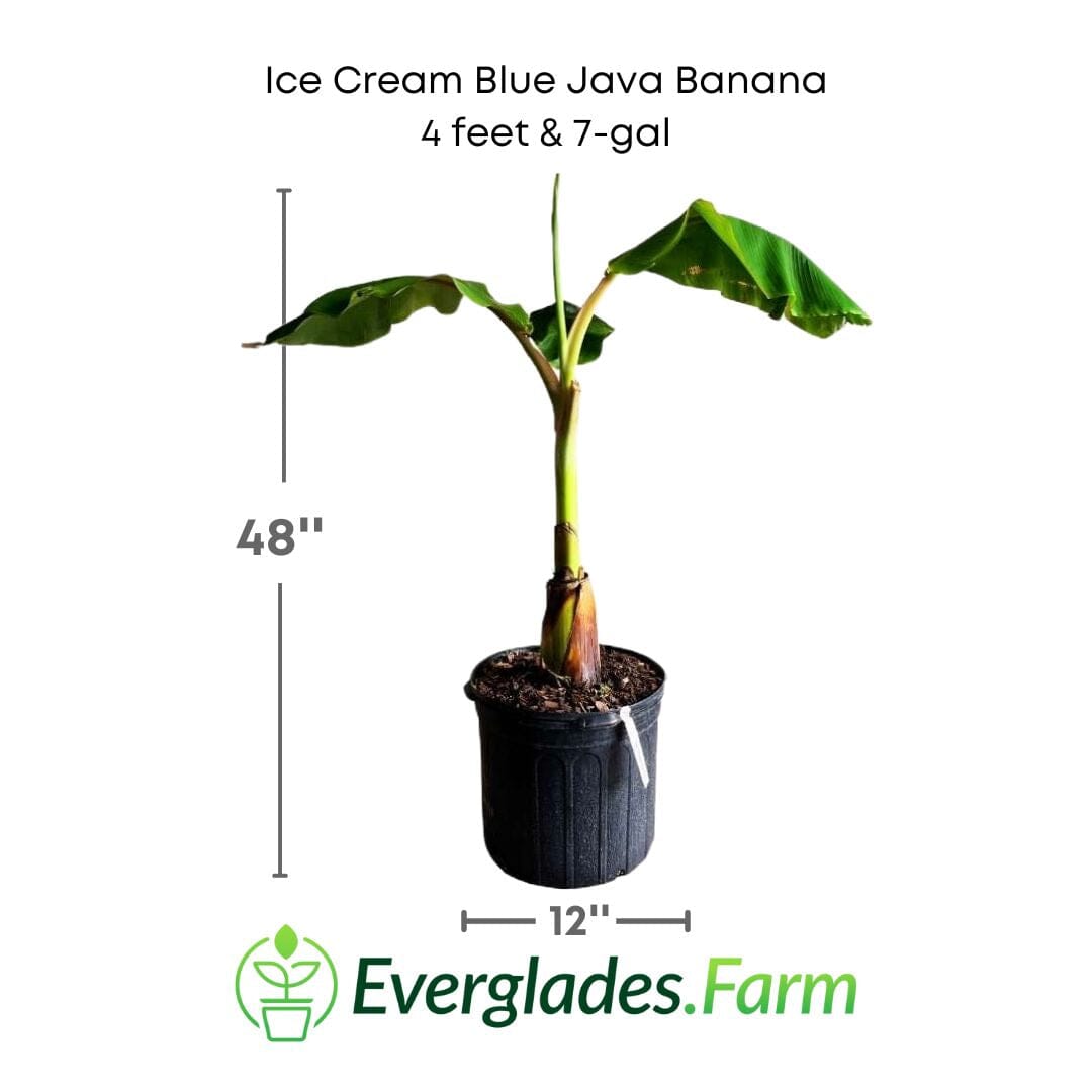 Ice Cream Blue Java Banana Plant Fruit Trees 109-Going Bananas 4 feet & 7-gal