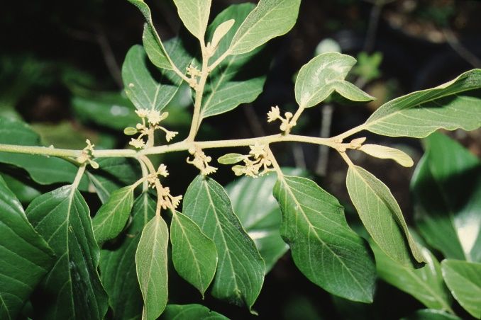 Coffee Colubrina | Wild Coffee | Florida Native Tree