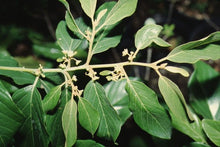 Coffee Colubrina | Wild Coffee | Florida Native Tree