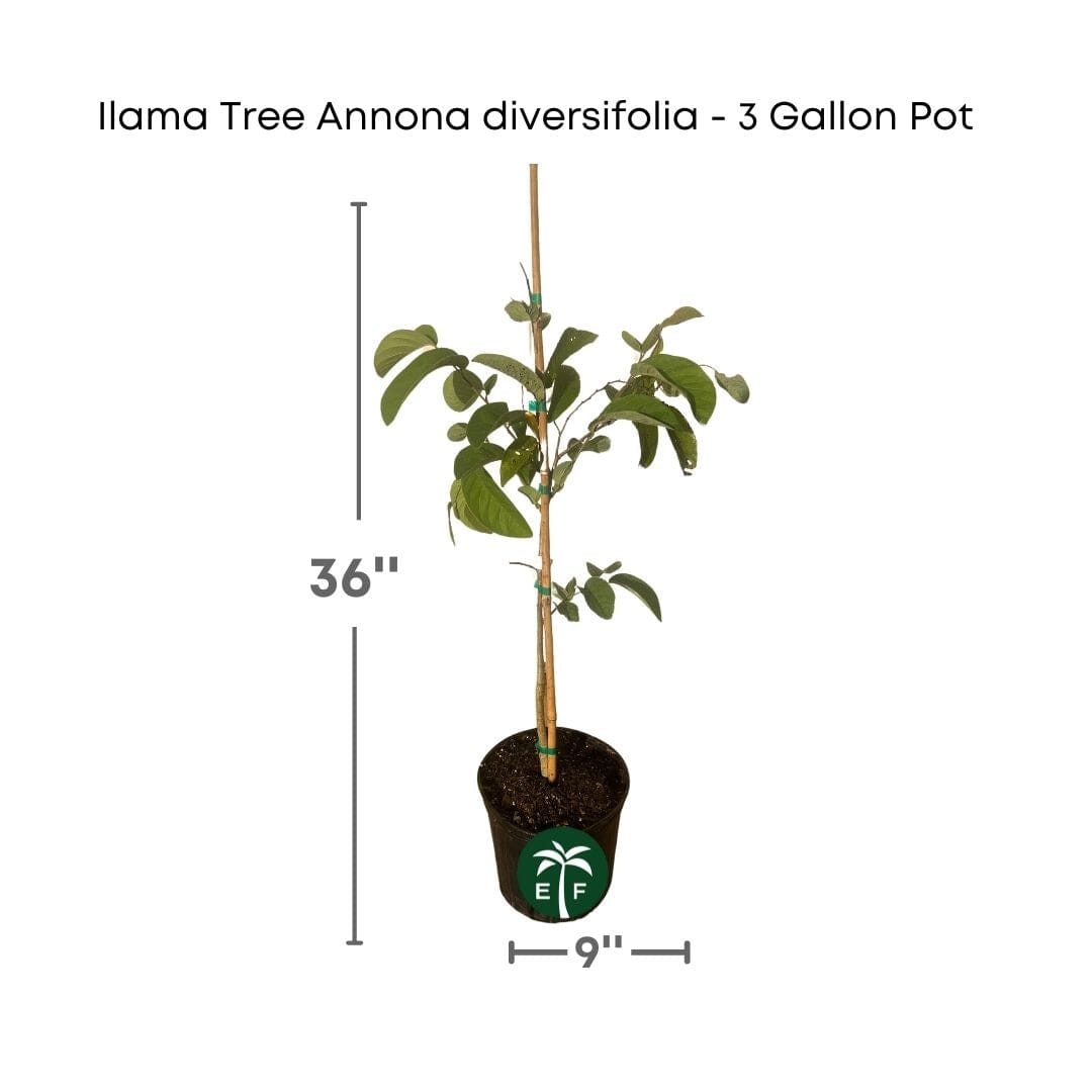 Ilama Tree Annona diversifolia - 3 Gallon Pot Everglades Farm