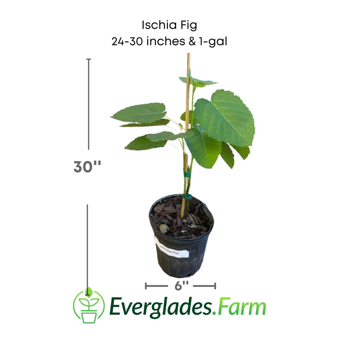 Ischia Fig plant in a 1 gallon pot