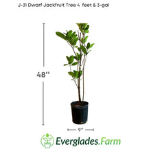J-31 Dwarf Jackfruit Tree, Grafted 100-Carlos Tropical Fruits 4 feet & 3-gal 