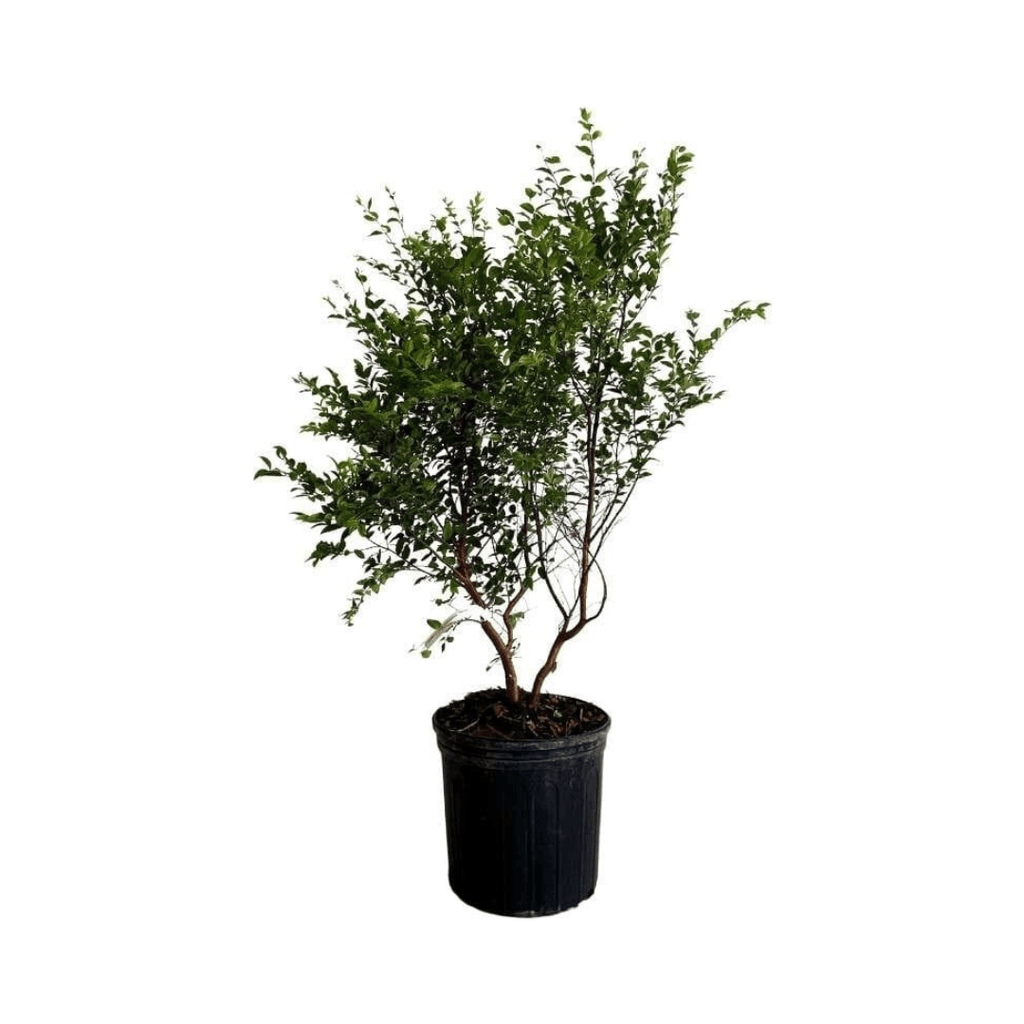 Sabara Jaboticaba Tree, Black Fruit Fruit Trees 103-Pine Island Nursery 18-24 inches & 1-gal 