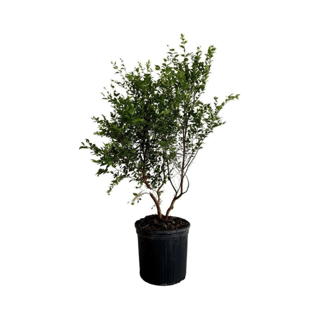 Sabara Jaboticaba Tree, Black Fruit Fruit Trees 103-Pine Island Nursery 18-24 inches & 1-gal 