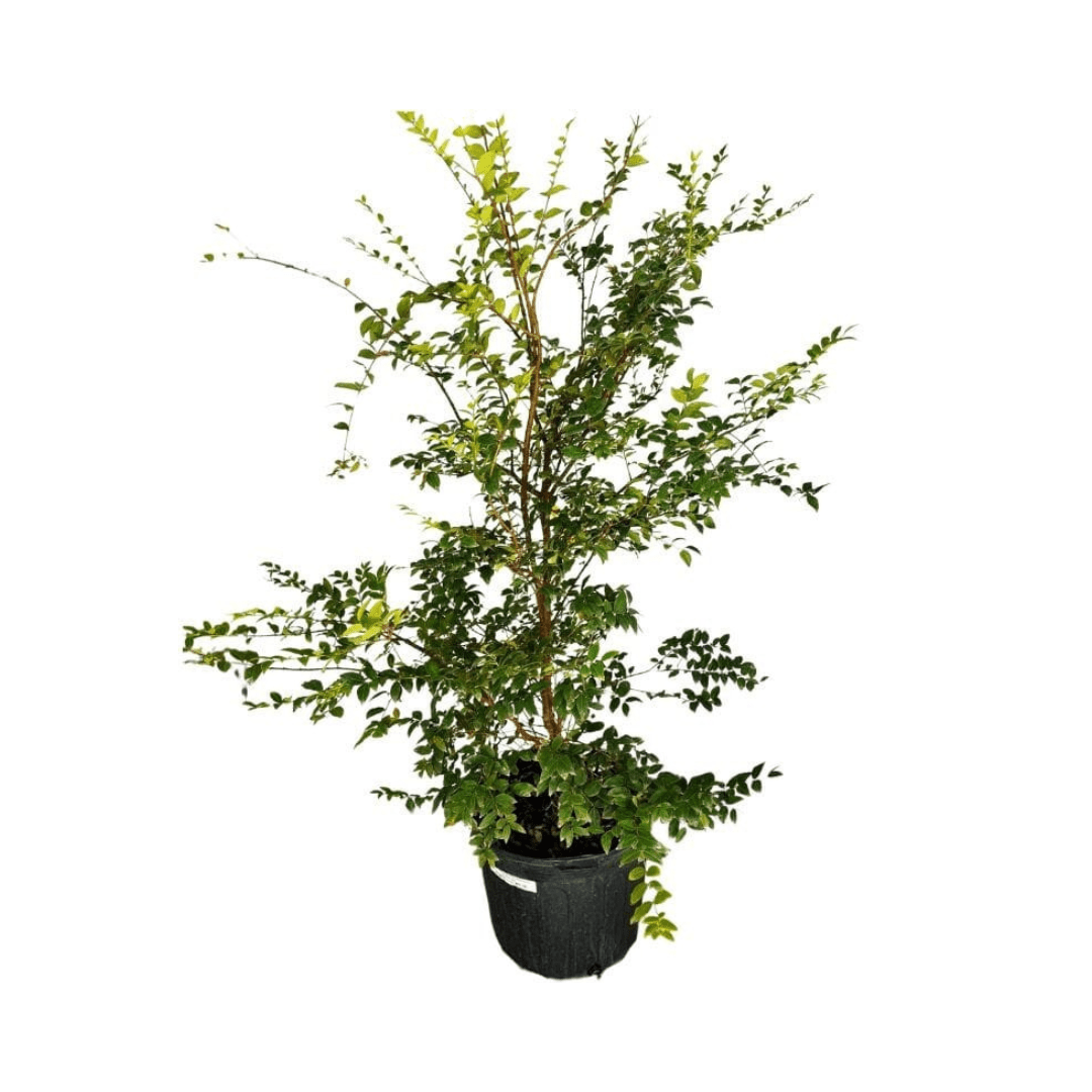 Sabara Jaboticaba Tree, Black Fruit Fruit Trees 103-Pine Island Nursery 4 feet & 7-gal 