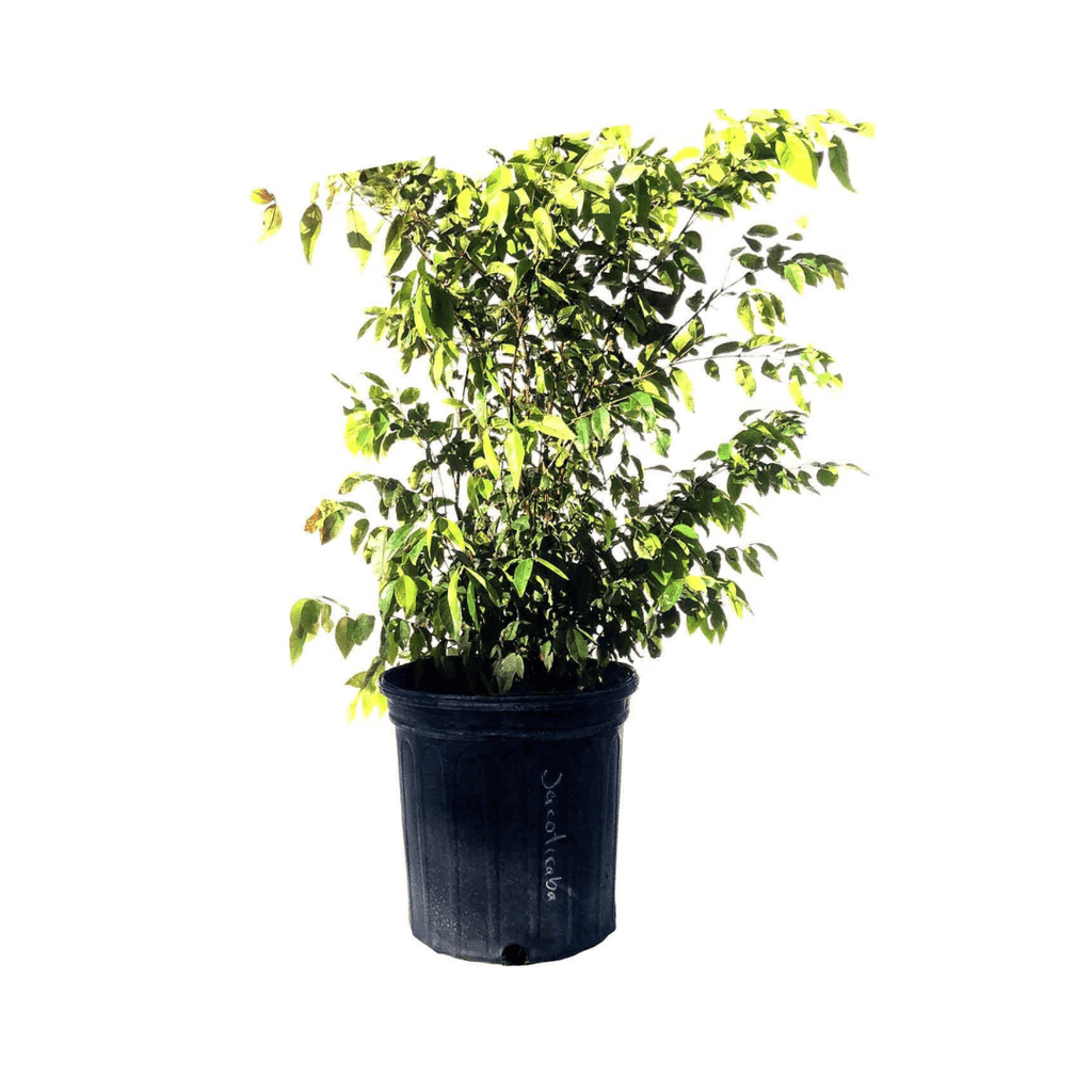 Sabara Jaboticaba Tree, Black Fruit Fruit Trees 103-Pine Island Nursery 8 feet & 15-gal 