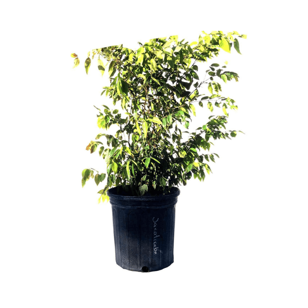 Sabara Jaboticaba Tree, Black Fruit Fruit Trees 103-Pine Island Nursery 8 feet & 15-gal 