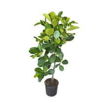 Dang Rasimi Jackfruit Dwarf Tree, from Seedlings Everglades Farm 4 feet & 7-gal 