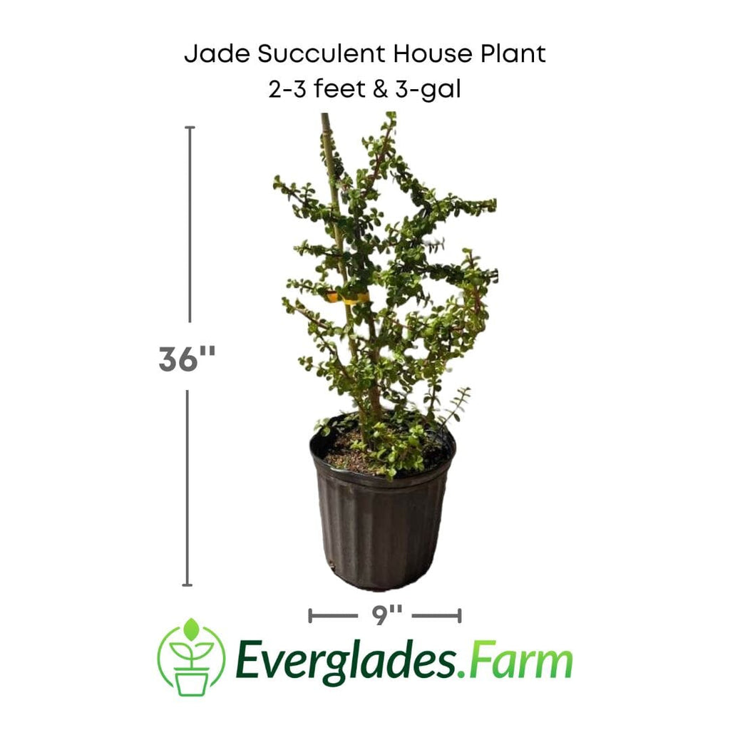 Jade Succulent House Plant 115-Orlando Nursery 2-3 feet & 3-gal