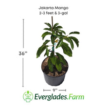 Jakarta Mango Tree, Grafted Fruit Trees 102-Zill High Performance Plants 2-3 feet & 3-gal 
