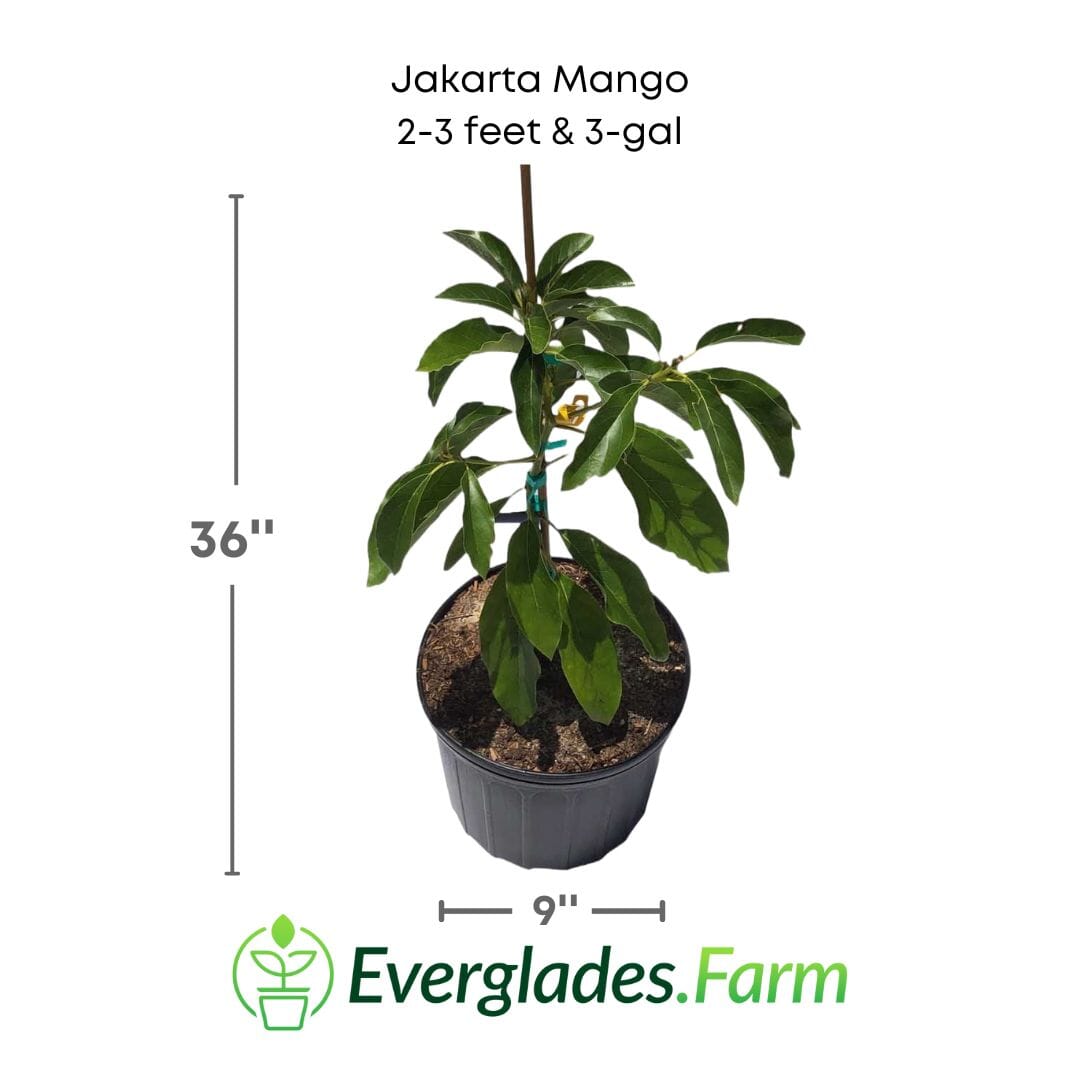 Jakarta Mango Tree, Grafted Fruit Trees 102-Zill High Performance Plants 2-3 feet & 3-gal 