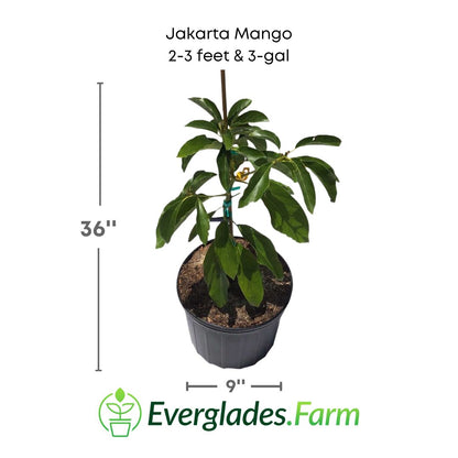 Jakarta Mango plant in a 3 gallon pot