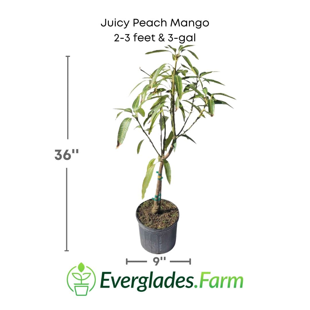 Juicy Peach Mango Tree, Grafted 102-Zill High Performance Plants 2-3 feet & 3-gal 