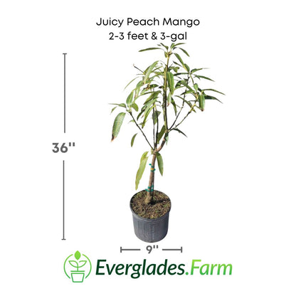 Juicy Peach mango plant in a 3 gallon pot