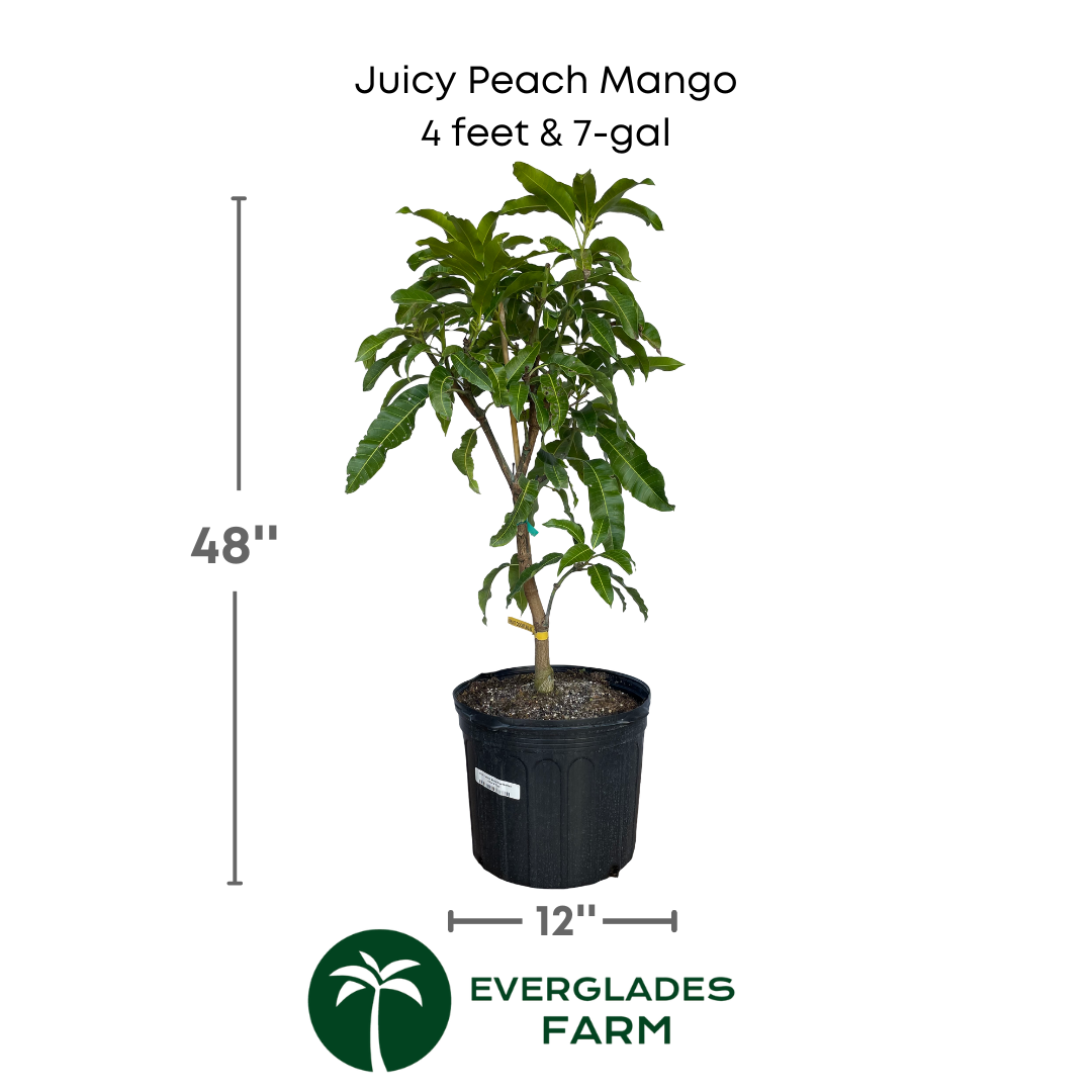 Juicy Peach Mango plant in a 7 gallon pot