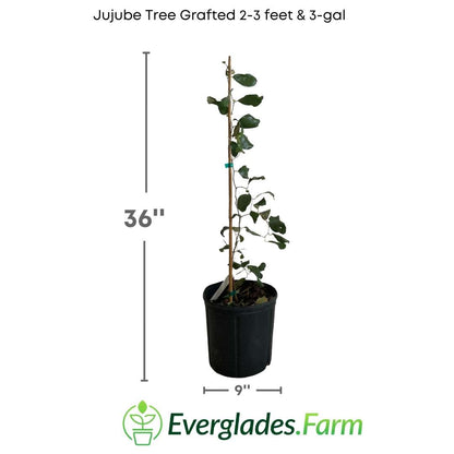The Jujube Tree Grafted is a marvel of nature. Its fruits are sweet and juicy, with a flavor that delights the most discerning palates. Moreover, its resilience and adaptability make it an ideal choice for any garden.