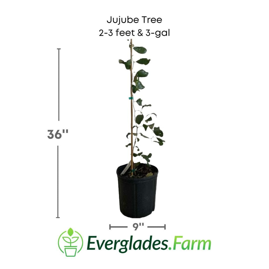 Jujube Tree Grafted 103-Pine Island Nursery 2-3 feet & 3-gal