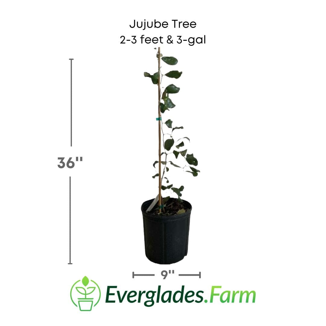 Jujube Tree Grafted 103-Pine Island Nursery 2-3 feet & 3-gal
