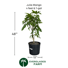 Julie Mango tree Dwarf Grafted Fruit Trees 100-Carlos Tropical Fruits 4 feet & 7-gal