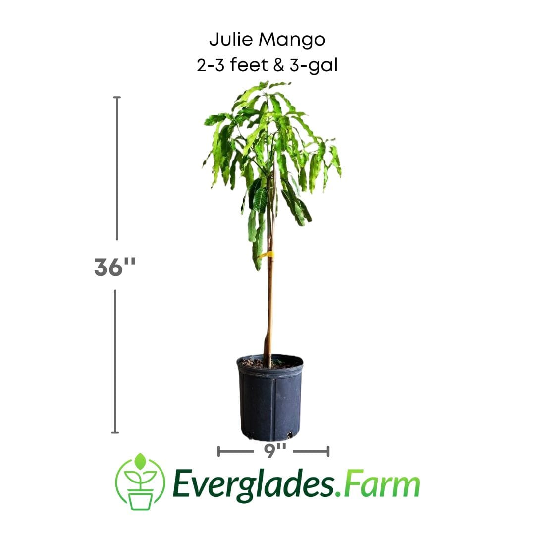 Julie Mango tree Dwarf Grafted Fruit Trees 100-Carlos Tropical Fruits 2-3 feet & 3-gal