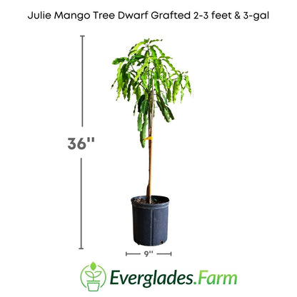 The Julie Mango Dwarf Grafted tree produces sweet and juicy fruits and is an excellent choice for those who want to grow their own mango fruit in limited spaces or in pots.