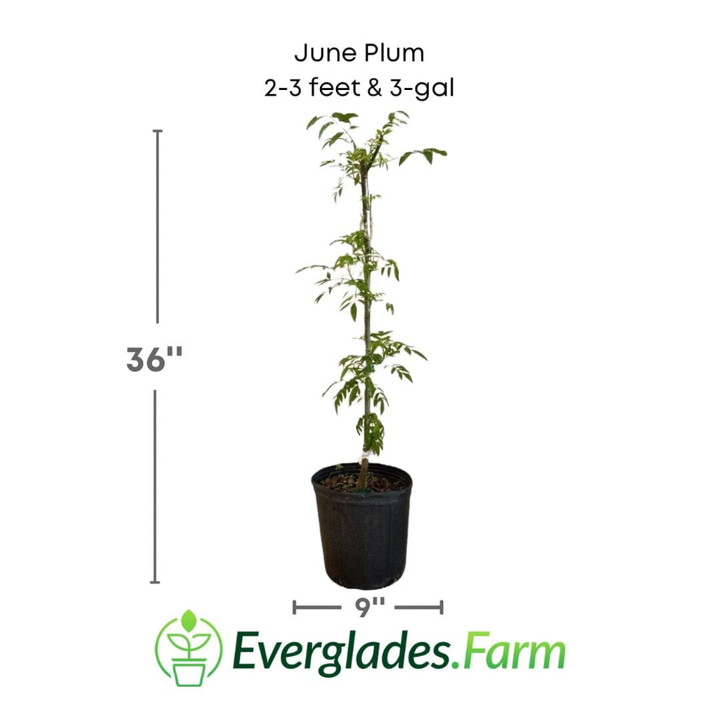 June Plum / Ambarella Dwarf Tree Fruit Trees 100-Carlos Tropical Fruits 2-3 feet & 3-gal