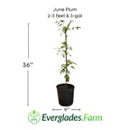 June Plum / Ambarella Dwarf Tree Fruit Trees 100-Carlos Tropical Fruits 2-3 feet & 3-gal