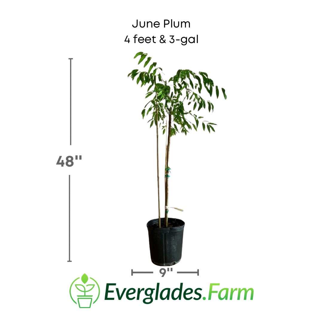 June Plum plant in a 3 gallon pot and 4 feet tall