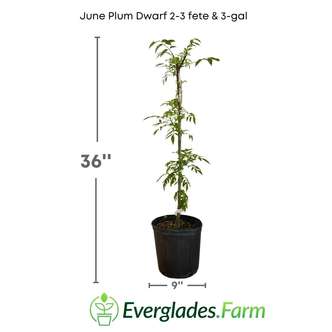 The June Plum Dwarf plant is easy to care for and adapts well to various subtropical and tropical climates. It requires a sunny exposure, well-drained soil, and regular watering.