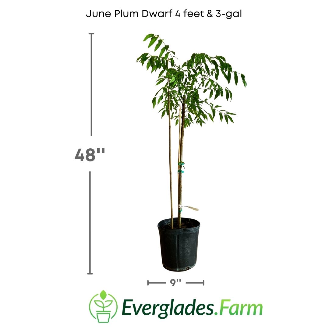 The dwarf June plum tree is a true visual delight in any garden or small space. Its branches are adorned with aromatic white flowers that attract bees and other pollinators, promoting good pollination and tastier fruit.