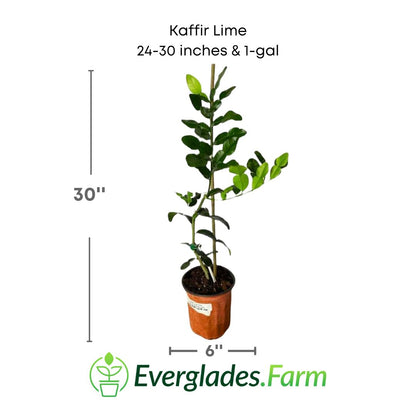 Kaffir Lime plant in a 1 gallon pot