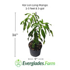 Kar Lon Long Mango tree, Grafted Fruit Trees 102-Zill High Performance Plants 2-3 feet & 3-gal 