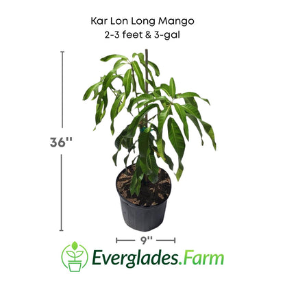 Kar Lon Long Mango tree, Grafted Fruit Trees 102-Zill High Performance Plants 2-3 feet & 3-gal 