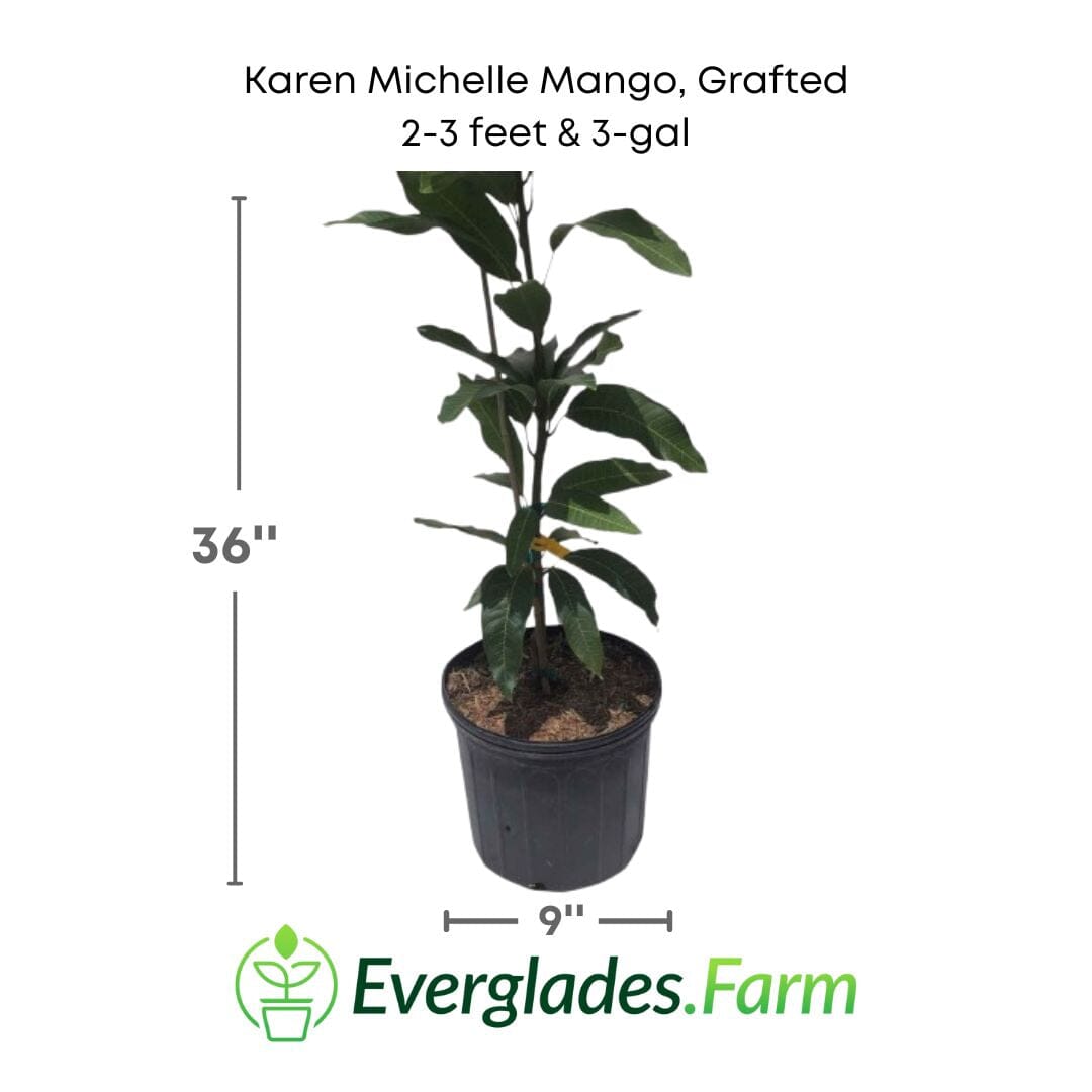 Karen Michelle Mango Tree, Grafted Fruit Trees 102-Zill High Performance Plants 2-3 feet & 3-gal 