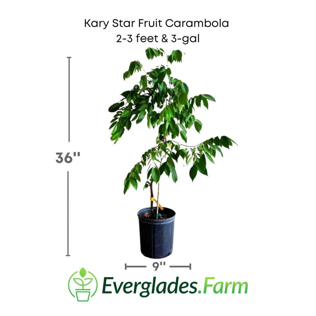 Kary Star Fruit Carambola Fruit Tree, Grafted 111-Lalo Melo 2-3 feet & 3-gal 