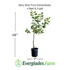 Kary Star Fruit Carambola Fruit Tree, Grafted 111-Lalo Melo 4 feet & 3-gal 