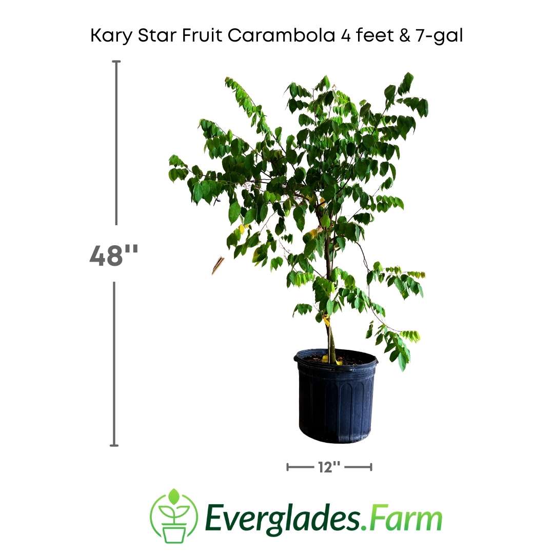It is relatively easy to cultivate star fruit in warm and humid climates, and it can be an attractive ornamental tree due to its unique shape and dark green foliage.