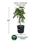 Kathy - K3 Mango Grafted Tree Fruit Trees 102-Zill High Performance Plants 4 feet & 7-gal