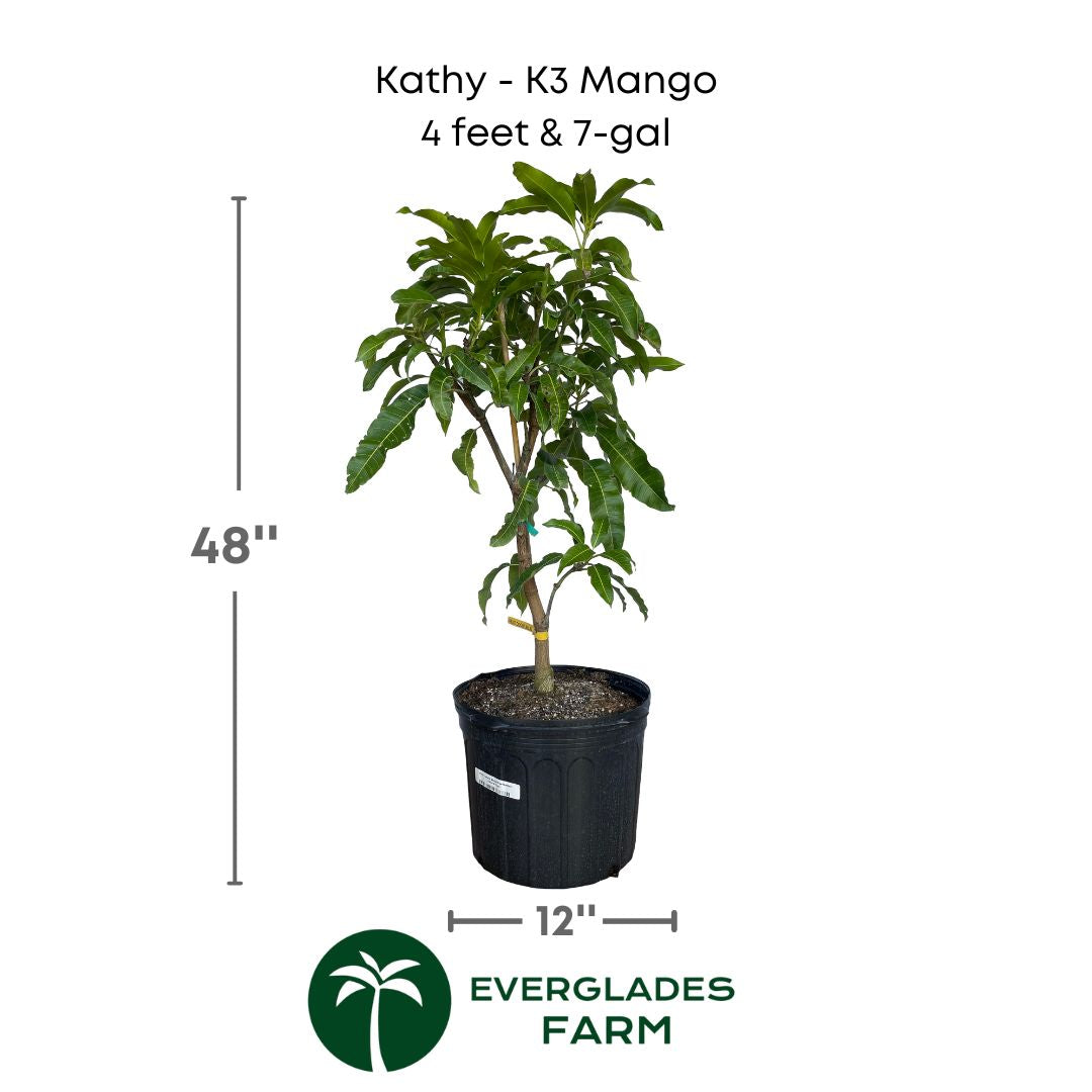 Kathy Mango plant in a 7 gallon pot